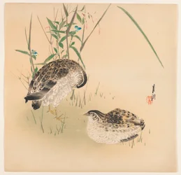 Zwei Wachteln, ca. 1890-1910